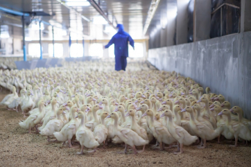 Минсельхоз Франции подтвердил первую вспышку птичьего гриппа